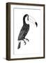 Toco black and white-Florent Bodart-Framed Premium Giclee Print