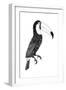 Toco black and white-Florent Bodart-Framed Premium Giclee Print