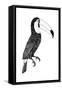 Toco black and white-Florent Bodart-Framed Stretched Canvas