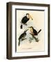 Toco Toucan, 1864-null-Framed Giclee Print