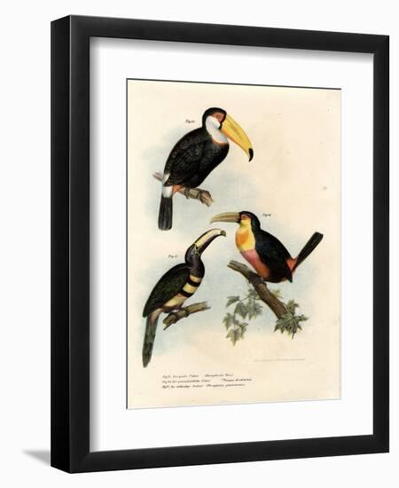 Toco Toucan, 1864-null-Framed Giclee Print