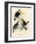 Toco Toucan, 1864-null-Framed Giclee Print