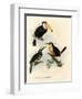 Toco Toucan, 1864-null-Framed Giclee Print
