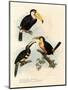 Toco Toucan, 1864-null-Mounted Giclee Print