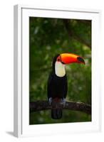 Toco Toucan, Big Bird with Orange Bill, in the Nature Habitat, Pantanal, Brazil. Orange Beak Toucan-Ondrej Prosicky-Framed Photographic Print