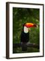 Toco Toucan, Big Bird with Orange Bill, in the Nature Habitat, Pantanal, Brazil. Orange Beak Toucan-Ondrej Prosicky-Framed Photographic Print