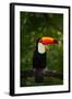 Toco Toucan, Big Bird with Orange Bill, in the Nature Habitat, Pantanal, Brazil. Orange Beak Toucan-Ondrej Prosicky-Framed Photographic Print