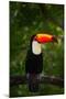 Toco Toucan, Big Bird with Orange Bill, in the Nature Habitat, Pantanal, Brazil. Orange Beak Toucan-Ondrej Prosicky-Mounted Photographic Print