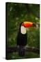 Toco Toucan, Big Bird with Orange Bill, in the Nature Habitat, Pantanal, Brazil. Orange Beak Toucan-Ondrej Prosicky-Stretched Canvas