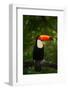 Toco Toucan, Big Bird with Orange Bill, in the Nature Habitat, Pantanal, Brazil. Orange Beak Toucan-Ondrej Prosicky-Framed Photographic Print