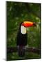 Toco Toucan, Big Bird with Orange Bill, in the Nature Habitat, Pantanal, Brazil. Orange Beak Toucan-Ondrej Prosicky-Mounted Photographic Print