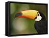 Toco Toucan, Close-Up of Beak, Brazil, South America-Pete Oxford-Framed Stretched Canvas