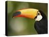 Toco Toucan, Close-Up of Beak, Brazil, South America-Pete Oxford-Stretched Canvas