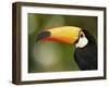 Toco Toucan, Close-Up of Beak, Brazil, South America-Pete Oxford-Framed Photographic Print
