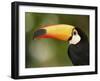 Toco Toucan, Close-Up of Beak, Brazil, South America-Pete Oxford-Framed Photographic Print