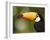 Toco Toucan, Close-Up of Beak, Brazil, South America-Pete Oxford-Framed Photographic Print