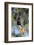 Toco toucan feeding in forest canopy, Pantanal, Brazil-Nick Garbutt-Framed Photographic Print