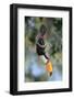 Toco toucan feeding in forest canopy, Pantanal, Brazil-Nick Garbutt-Framed Photographic Print