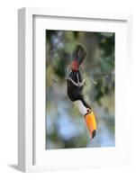 Toco toucan feeding in forest canopy, Pantanal, Brazil-Nick Garbutt-Framed Photographic Print