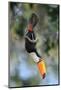 Toco toucan feeding in forest canopy, Pantanal, Brazil-Nick Garbutt-Mounted Photographic Print