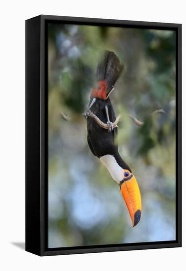 Toco toucan feeding in forest canopy, Pantanal, Brazil-Nick Garbutt-Framed Stretched Canvas