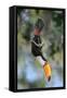 Toco toucan feeding in forest canopy, Pantanal, Brazil-Nick Garbutt-Framed Stretched Canvas