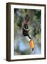 Toco toucan feeding in forest canopy, Pantanal, Brazil-Nick Garbutt-Framed Photographic Print