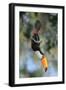 Toco toucan feeding in forest canopy, Pantanal, Brazil-Nick Garbutt-Framed Photographic Print