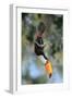 Toco toucan feeding in forest canopy, Pantanal, Brazil-Nick Garbutt-Framed Photographic Print