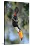 Toco toucan feeding in forest canopy, Pantanal, Brazil-Nick Garbutt-Stretched Canvas