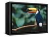 Toco Toucan in Tree, Igazu National Park, Brazil, Iguassu-Staffan Widstrand-Framed Stretched Canvas