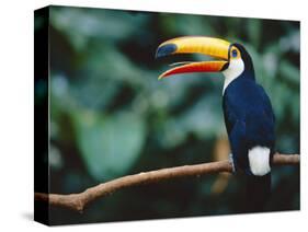 Toco Toucan in Tree, Igazu National Park, Brazil, Iguassu-Staffan Widstrand-Stretched Canvas