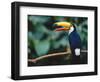 Toco Toucan in Tree, Igazu National Park, Brazil, Iguassu-Staffan Widstrand-Framed Premium Photographic Print