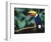 Toco Toucan in Tree, Igazu National Park, Brazil, Iguassu-Staffan Widstrand-Framed Premium Photographic Print