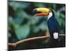 Toco Toucan in Tree, Igazu National Park, Brazil, Iguassu-Staffan Widstrand-Mounted Premium Photographic Print