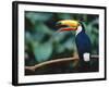 Toco Toucan in Tree, Igazu National Park, Brazil, Iguassu-Staffan Widstrand-Framed Photographic Print