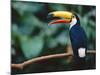 Toco Toucan in Tree, Igazu National Park, Brazil, Iguassu-Staffan Widstrand-Mounted Photographic Print