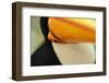 Toco Toucan (Ramphastos toco) adult, close-up of face and beak, Brazil, captive-Malcolm Schuyl-Framed Photographic Print