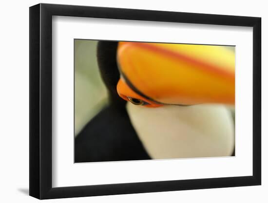 Toco Toucan (Ramphastos toco) adult, close-up of face and beak, Brazil, captive-Malcolm Schuyl-Framed Photographic Print