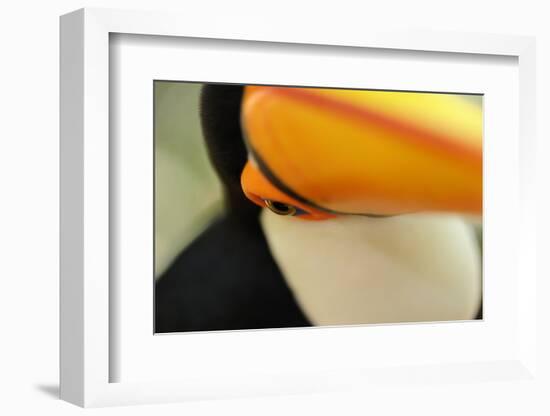 Toco Toucan (Ramphastos toco) adult, close-up of face and beak, Brazil, captive-Malcolm Schuyl-Framed Photographic Print