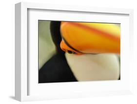 Toco Toucan (Ramphastos toco) adult, close-up of face and beak, Brazil, captive-Malcolm Schuyl-Framed Photographic Print