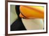 Toco Toucan (Ramphastos toco) adult, close-up of face and beak, Brazil, captive-Malcolm Schuyl-Framed Photographic Print