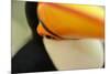 Toco Toucan (Ramphastos toco) adult, close-up of face and beak, Brazil, captive-Malcolm Schuyl-Mounted Photographic Print