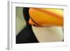 Toco Toucan (Ramphastos toco) adult, close-up of face and beak, Brazil, captive-Malcolm Schuyl-Framed Photographic Print