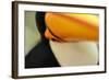 Toco Toucan (Ramphastos toco) adult, close-up of face and beak, Brazil, captive-Malcolm Schuyl-Framed Photographic Print