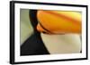 Toco Toucan (Ramphastos toco) adult, close-up of face and beak, Brazil, captive-Malcolm Schuyl-Framed Photographic Print