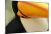 Toco Toucan (Ramphastos toco) adult, close-up of face and beak, Brazil, captive-Malcolm Schuyl-Mounted Photographic Print