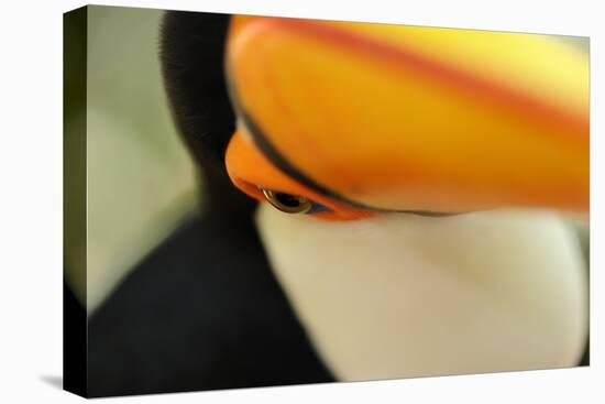 Toco Toucan (Ramphastos toco) adult, close-up of face and beak, Brazil, captive-Malcolm Schuyl-Stretched Canvas