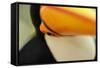 Toco Toucan (Ramphastos toco) adult, close-up of face and beak, Brazil, captive-Malcolm Schuyl-Framed Stretched Canvas