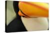 Toco Toucan (Ramphastos toco) adult, close-up of face and beak, Brazil, captive-Malcolm Schuyl-Stretched Canvas